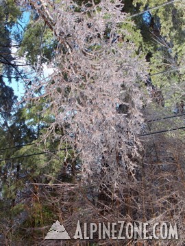 branches - ice storm december 2008