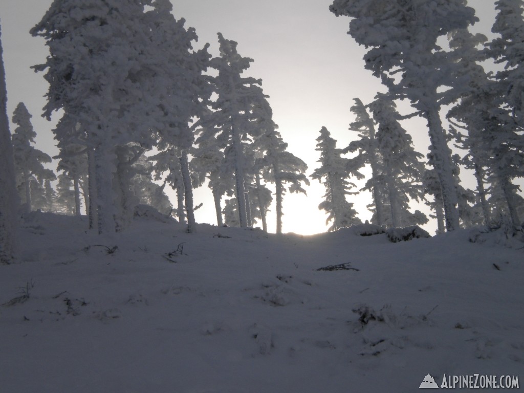 Casablanca Glade #4 (looking up)