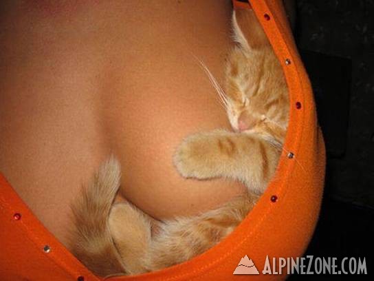 cat boob