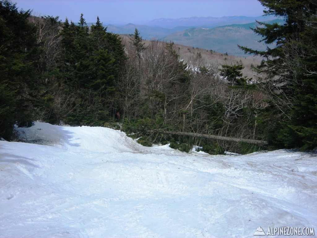 Down Tree on North Star