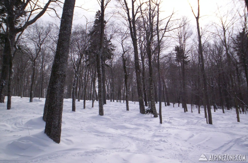 Emerald Forest