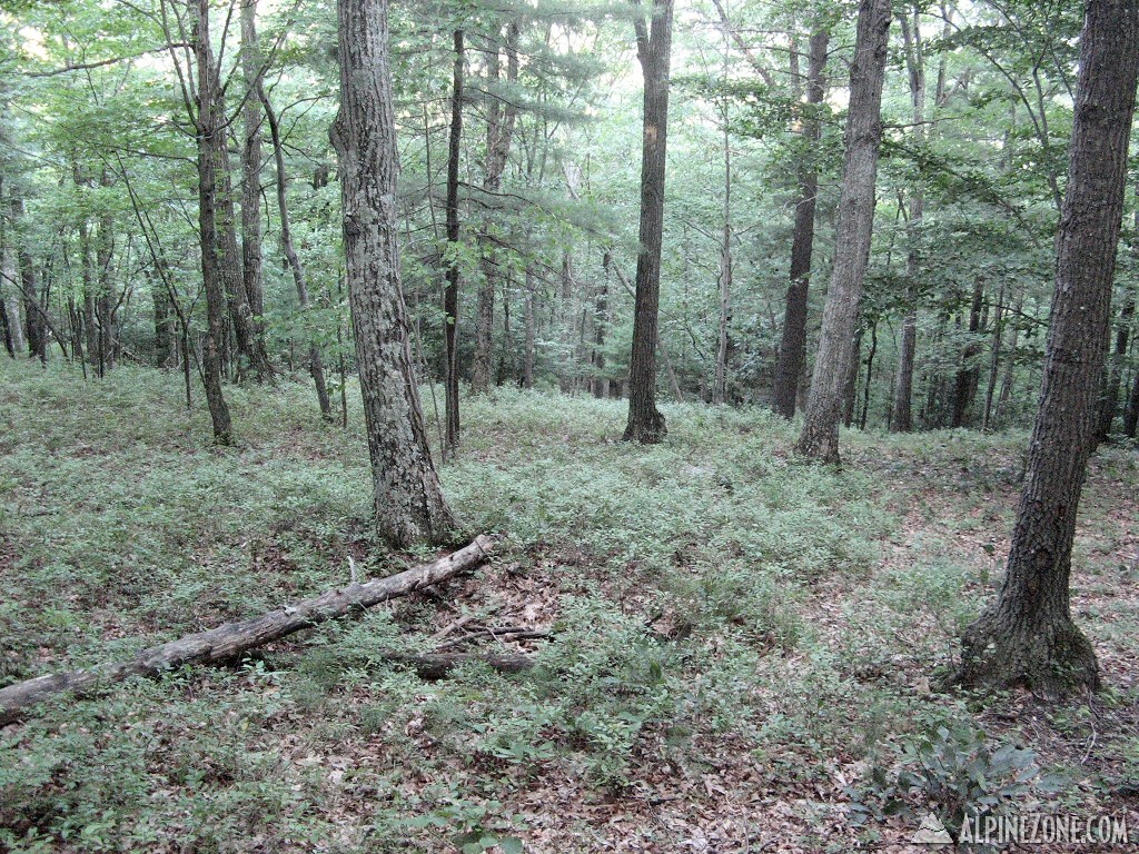 Glade