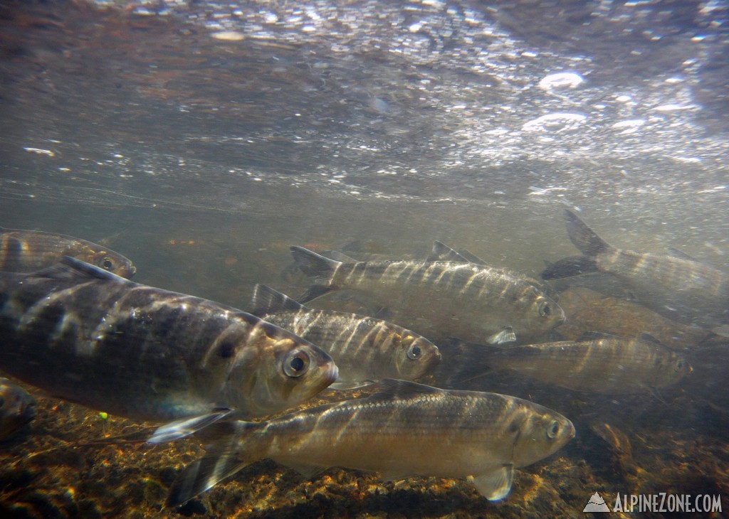 Herring_Underwater_at_Sylvia_Place_21_