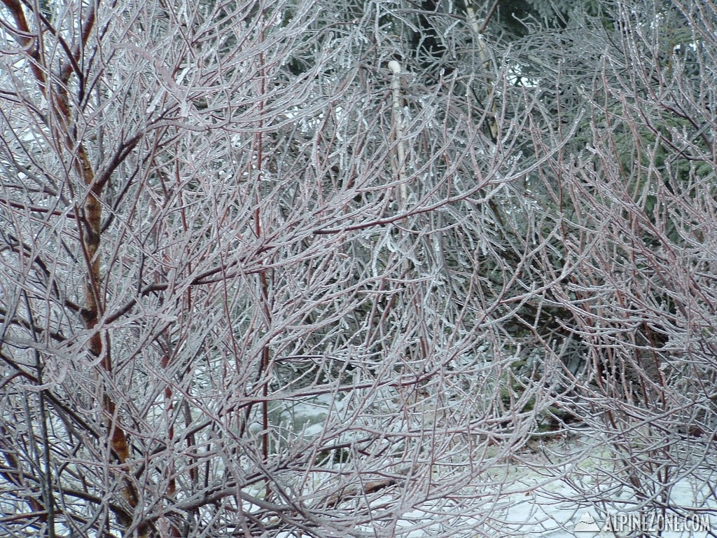 Ice tree