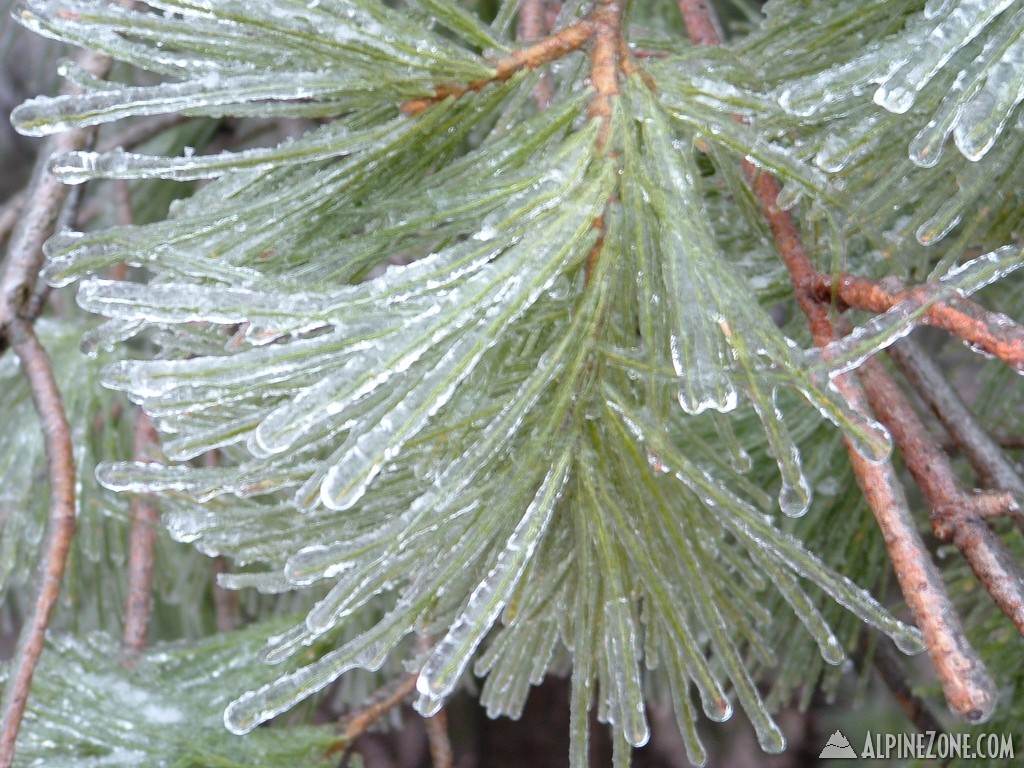 Iced Fir tree