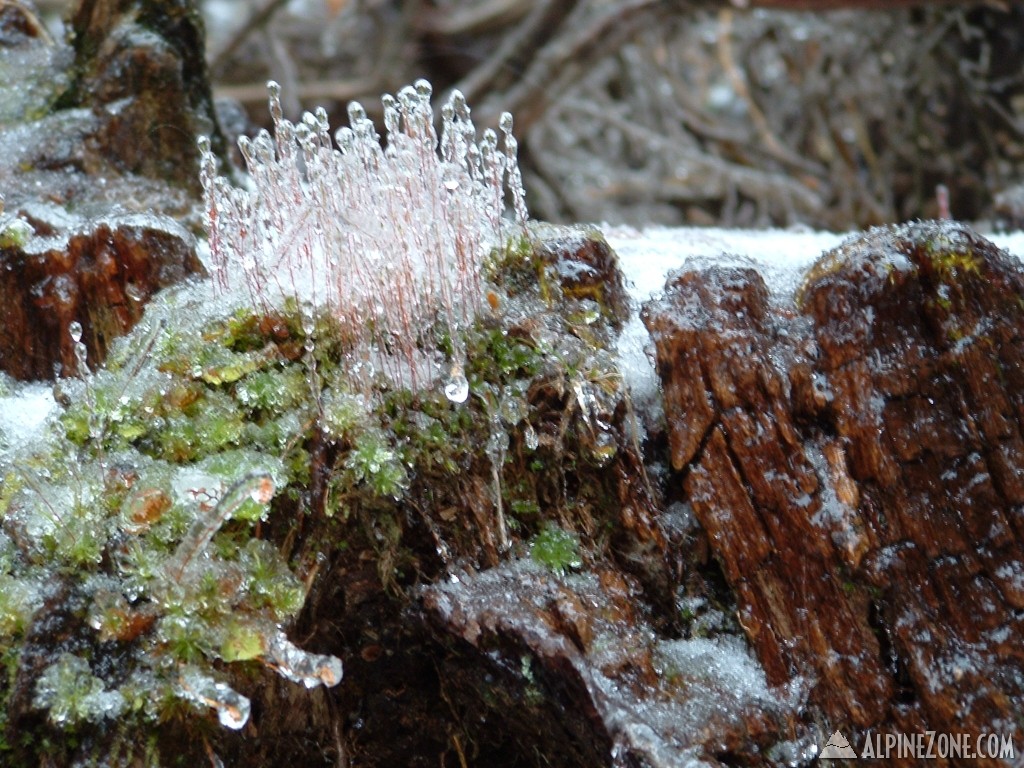 Iced Moss