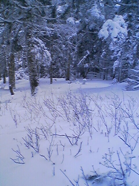 Killington Woods off K-Peak