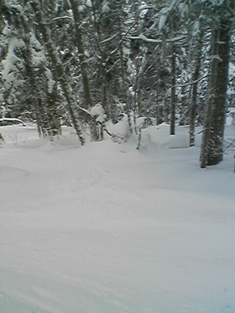 Killington Woods off K-Peak