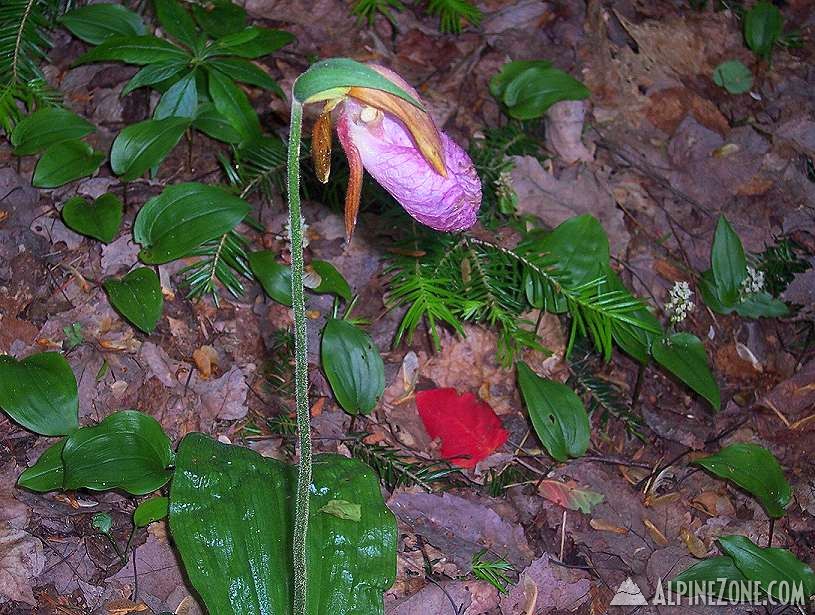 Lady Slipper