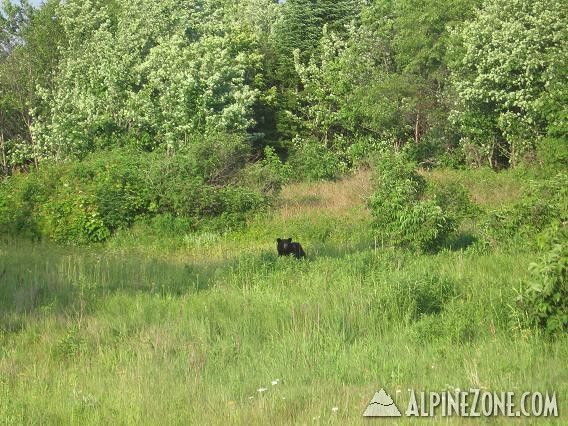 Little Black Bear alongside road into BigSpencer Mtn