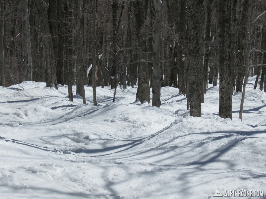 Loose Spruce (South Face)