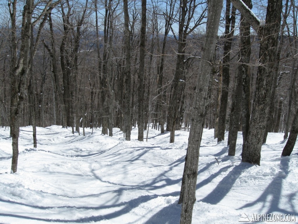 Loose Spruce (South Face)