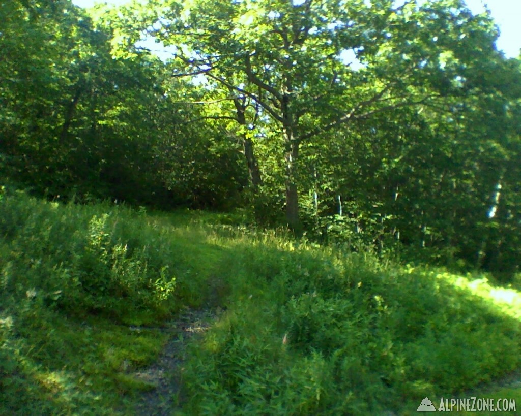 Merge of the trail part of Ropers Road with the down road