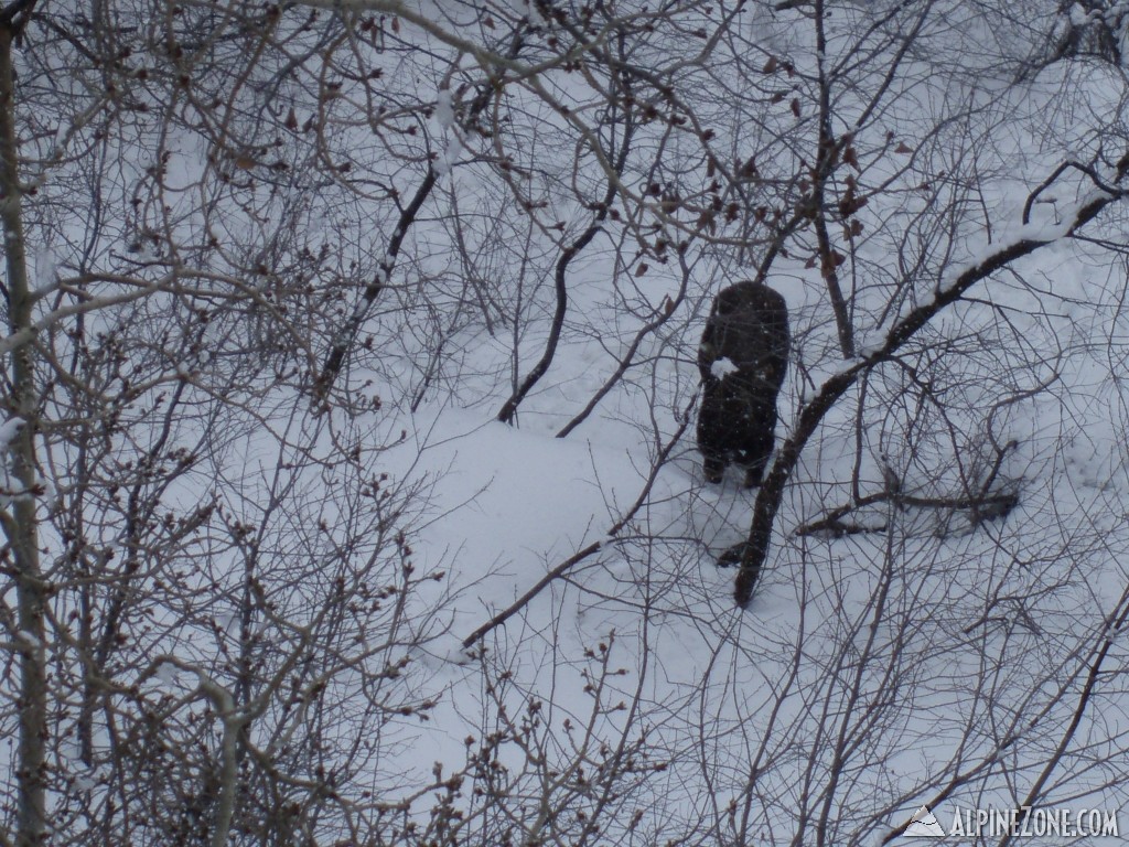 moose off of Union Pass lift