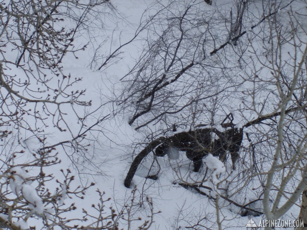 moose off of Union Pass lift