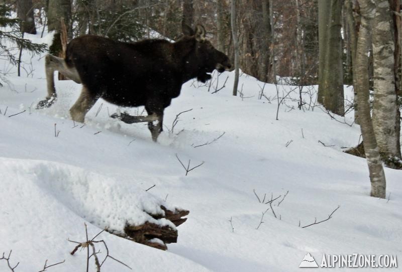 moose_2