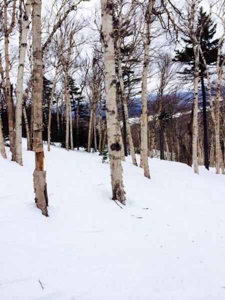 more birch glade.jpg