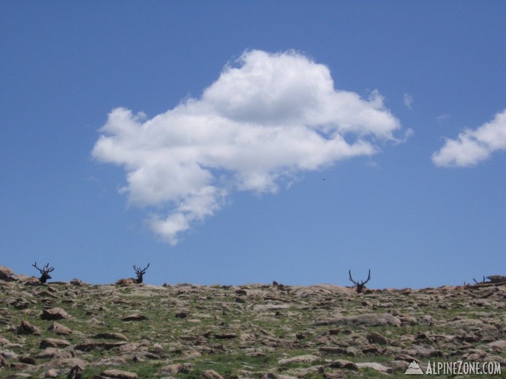 RMNP_018