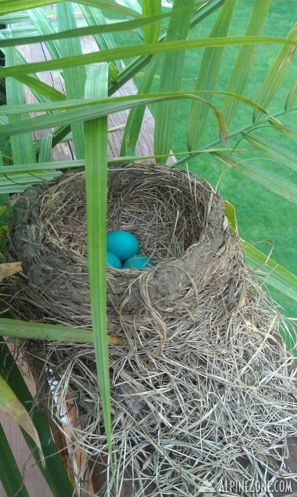 Robin eggs on back deck