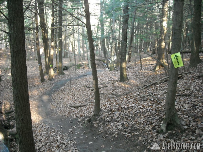 Robinson State Forest 2009-11-22