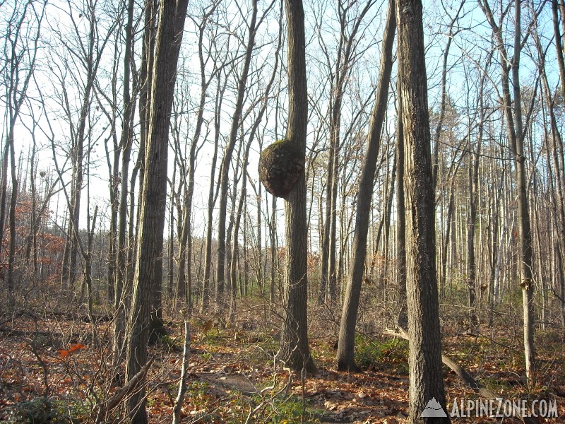 Robinson State Forest 2009-11-22