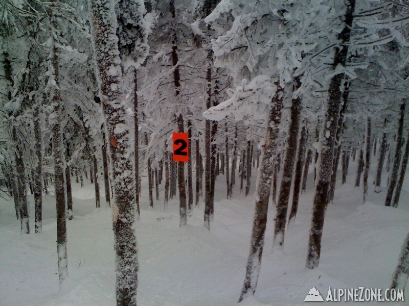 Saddleback - Casablanca Glades