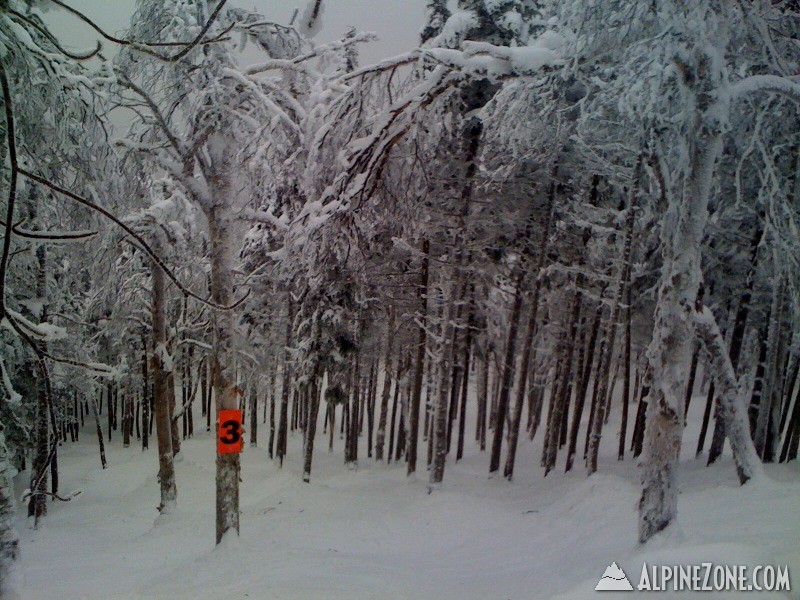 Saddleback - Casablanca Glades