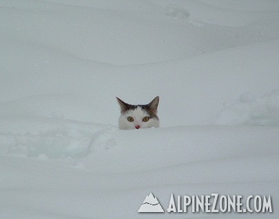 snow_cat