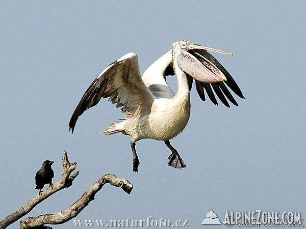 spot-billed-pelican--pelicanus-philippensis-2