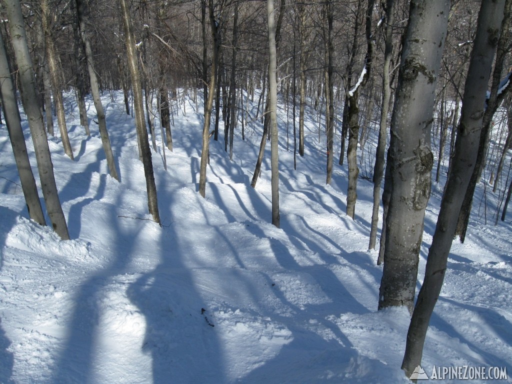 Spring Glades