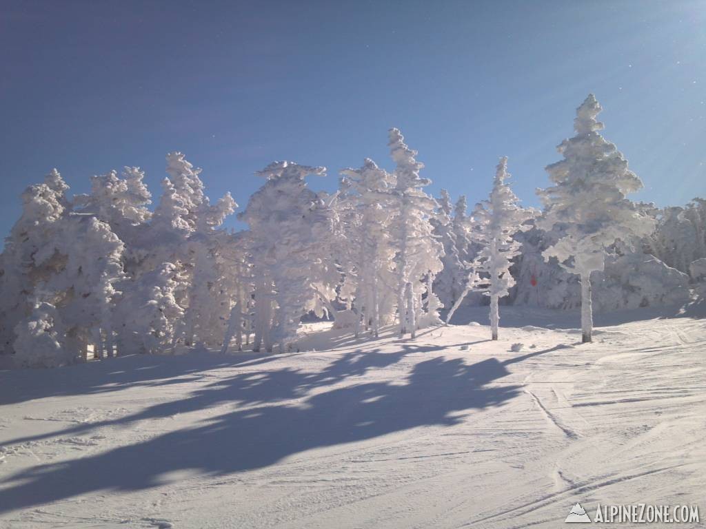 Summit trees