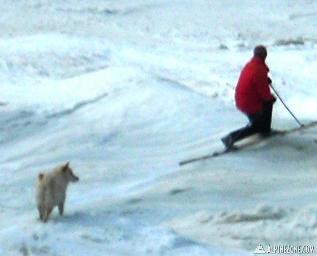 Tele Skier and His Wonder Dog