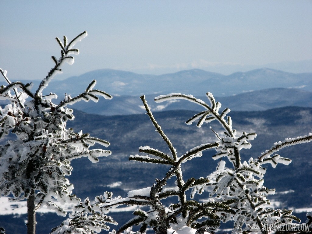 The Presidentials