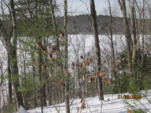 tower hill pond.JPG