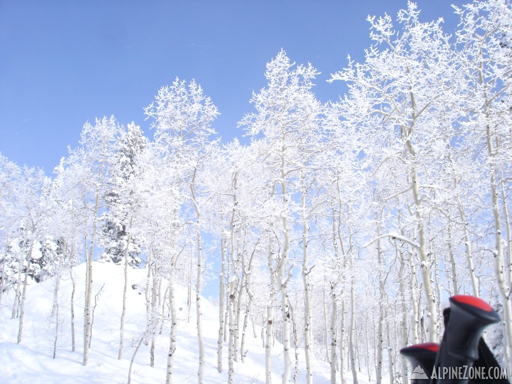 Trees from the Liftline