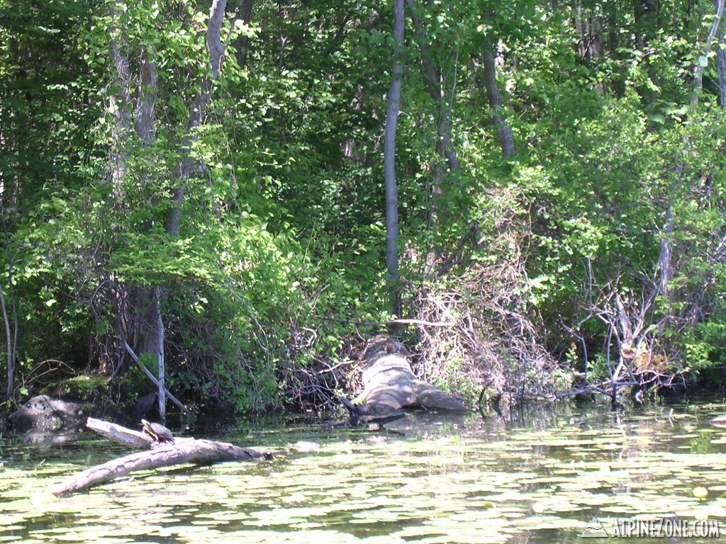 Turtle_on_Log