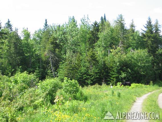 Wed(6/19)..1of2 Young Moose(lower Farrar Mtn)