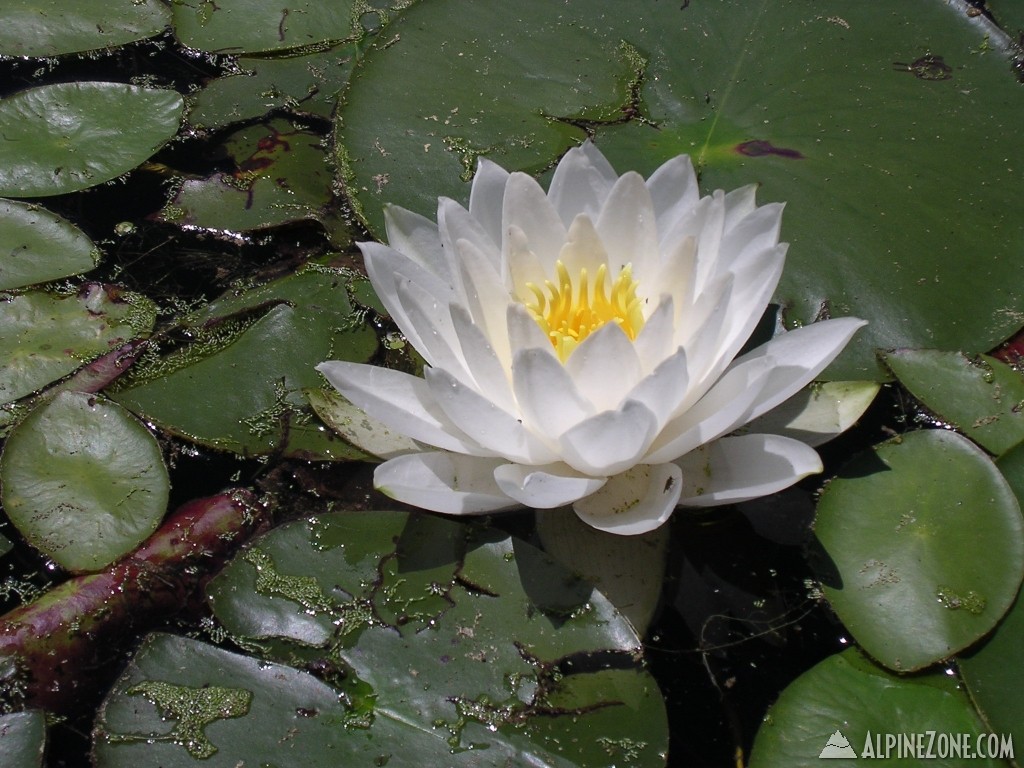 White_Water_Lilly