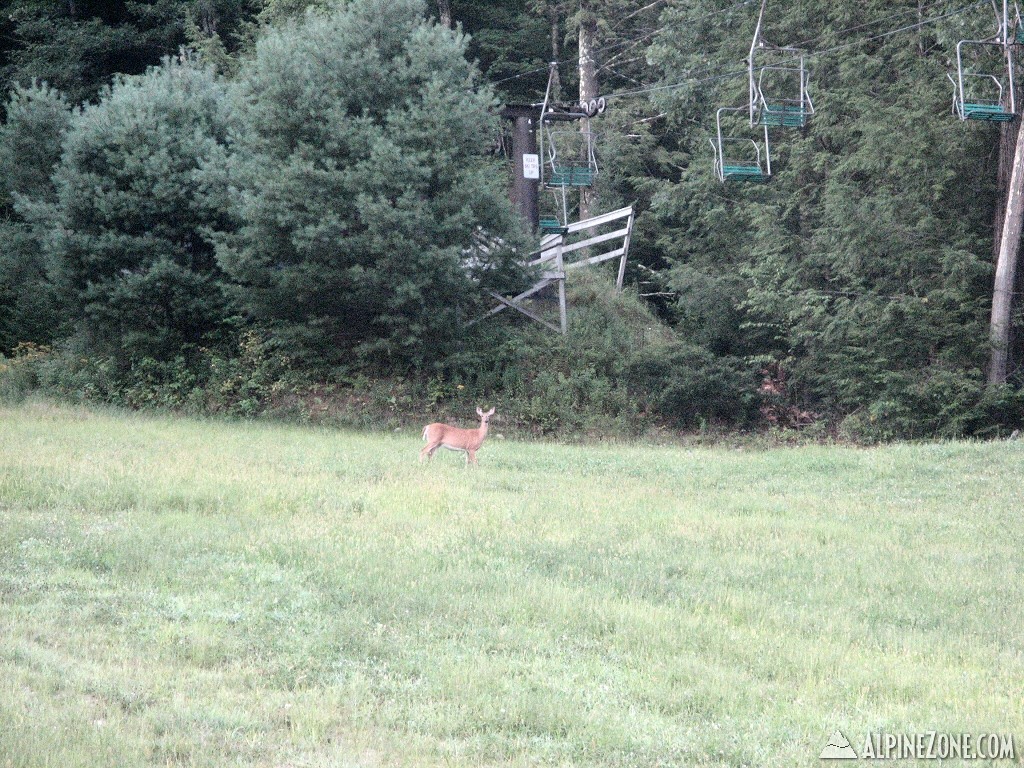Whitetail on Little Joe
