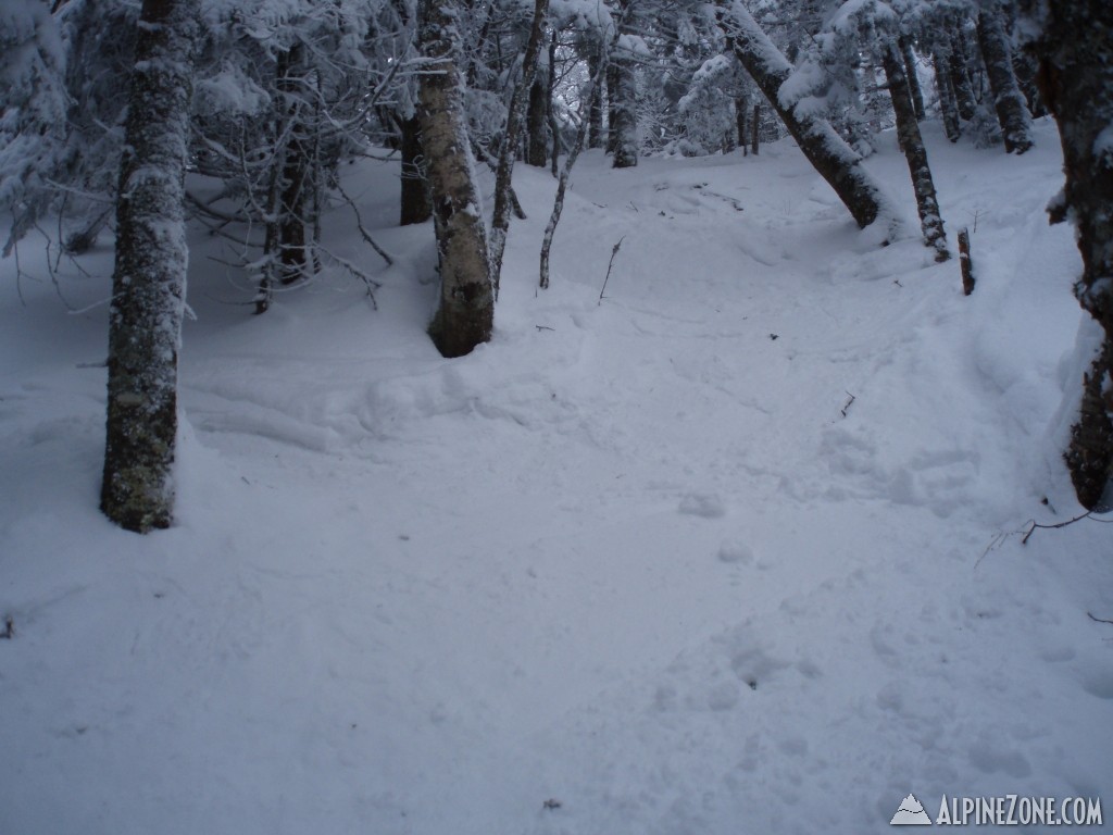 Woods off Paradise (Bear Claw?)