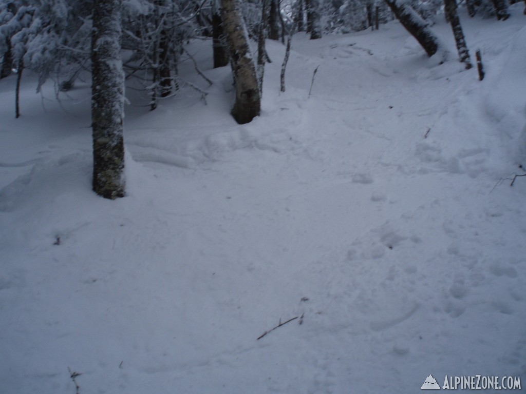 Woods off Paradise (Bear Claw?)