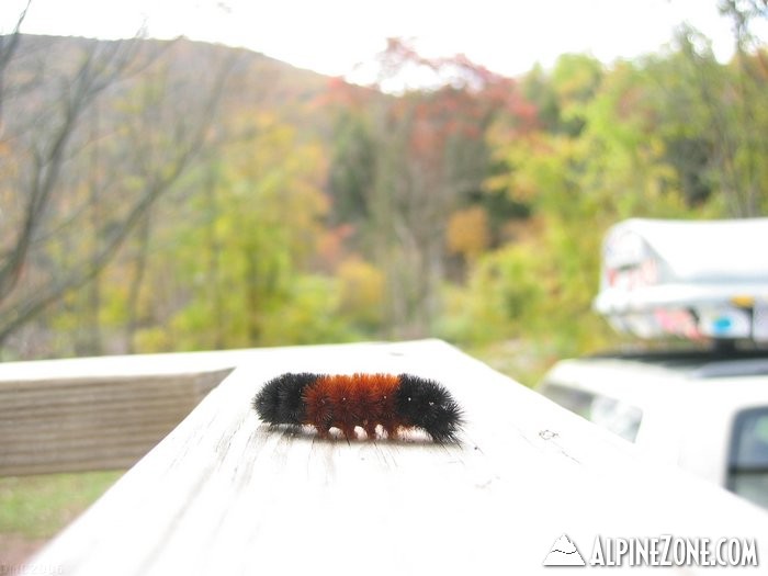 Wooly Bear Oct 2006